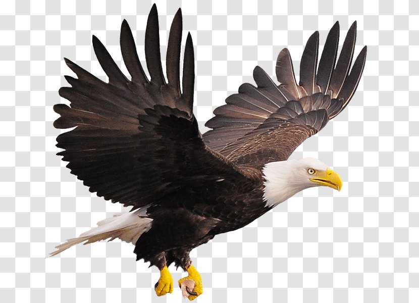Bald Eagle Stock Photography Royalty-free - Bird Of Prey - Track Transparent PNG
