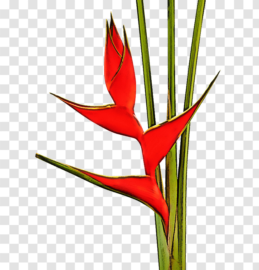 Bird Of Paradise Transparent PNG