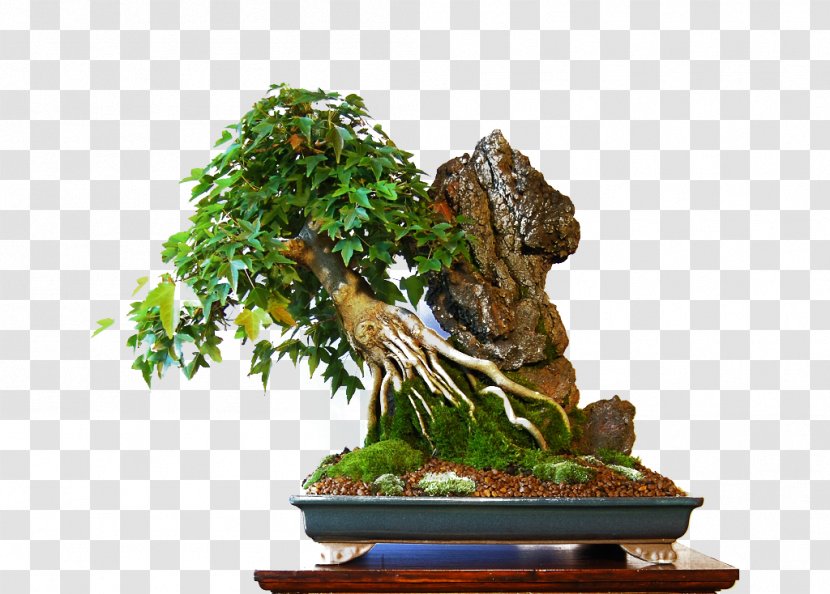 Torrelavega Bonsai Tree Sageretia Theezans Flowerpot - Cantabria Transparent PNG