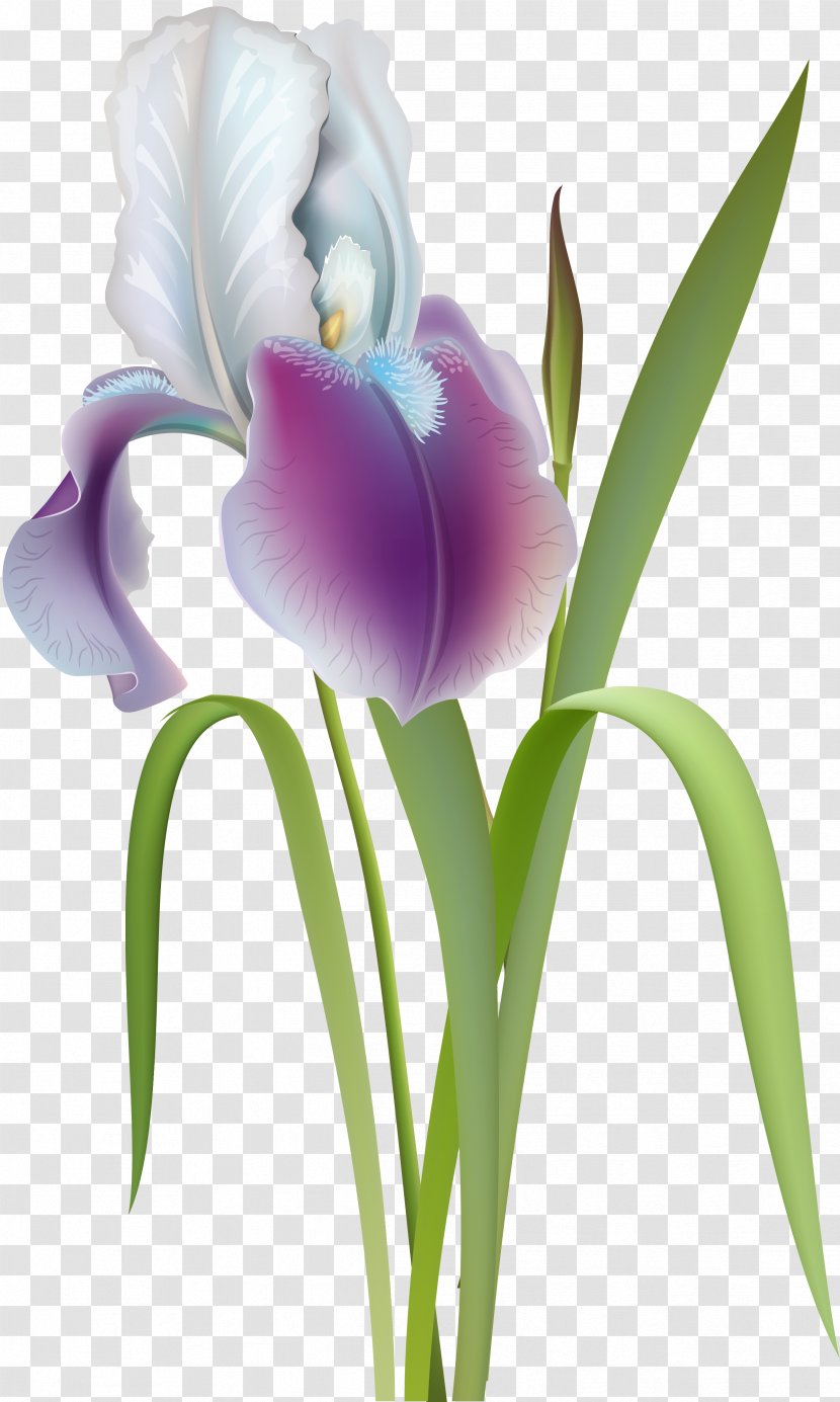 Flower Irises Clip Art - Spring Forward Transparent PNG