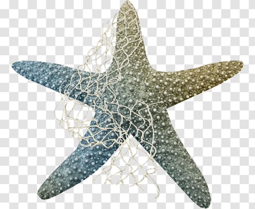 Starfish Sea Clip Art - Animal Transparent PNG