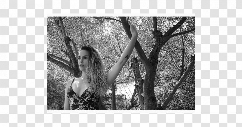 Trunk Branching Stock Photography - Clara Morgane Transparent PNG