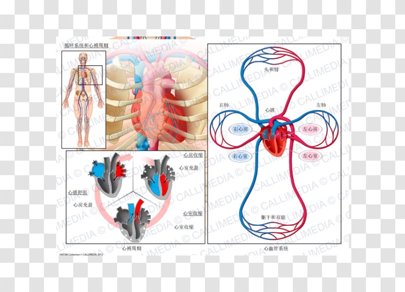 Circulatory System Cardiac Cycle Anatomy Biological Physiology - Tree - Heart Transparent PNG