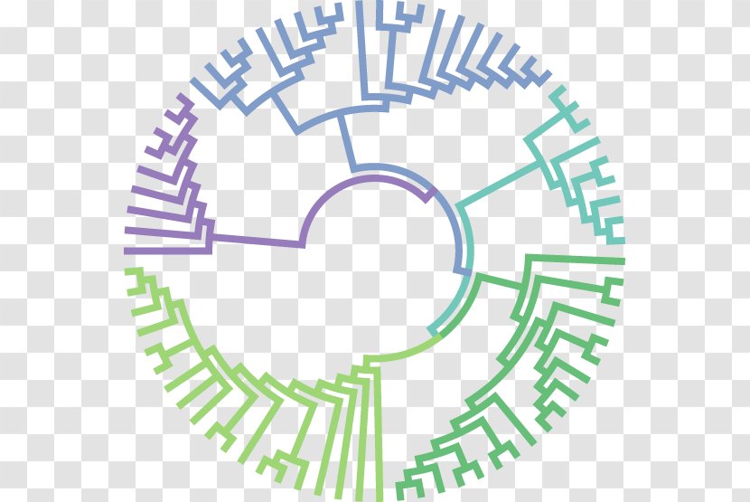 Molecular Evolution Phylogenetic Tree Biology Phylogenetics - Evolutionary Algorithm Transparent PNG