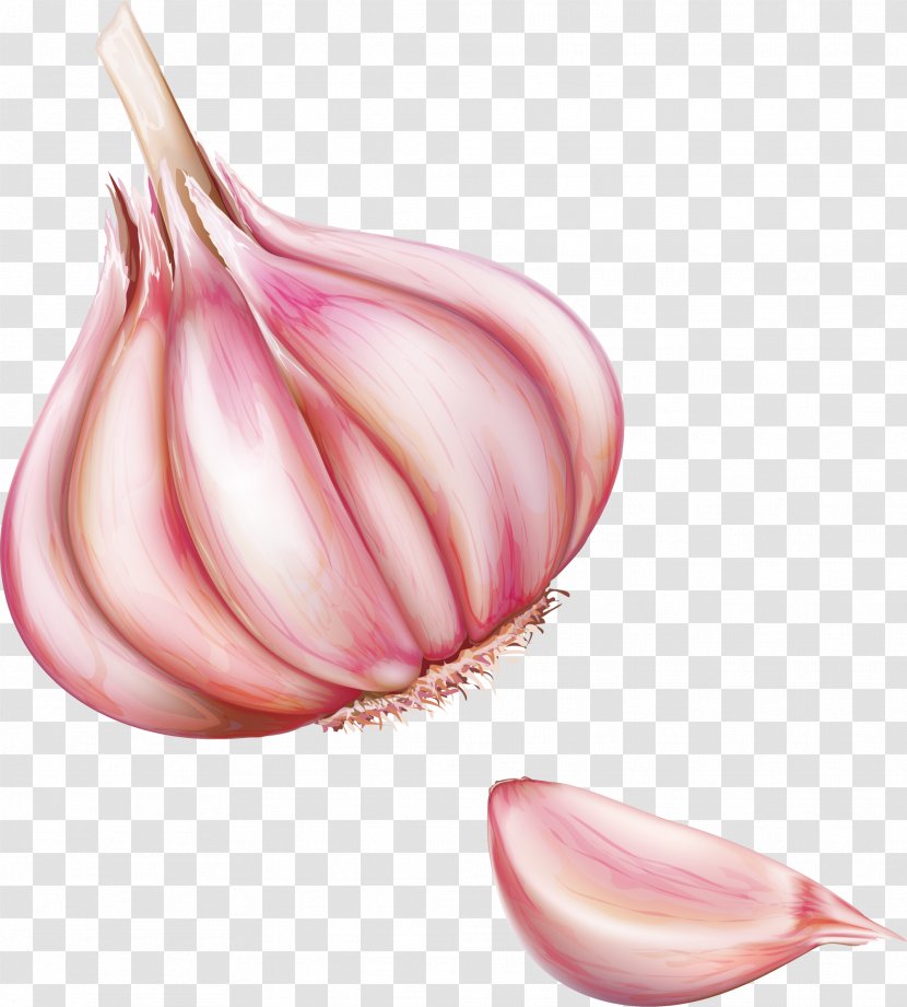 Red Onion Vegetable - Pink Transparent PNG