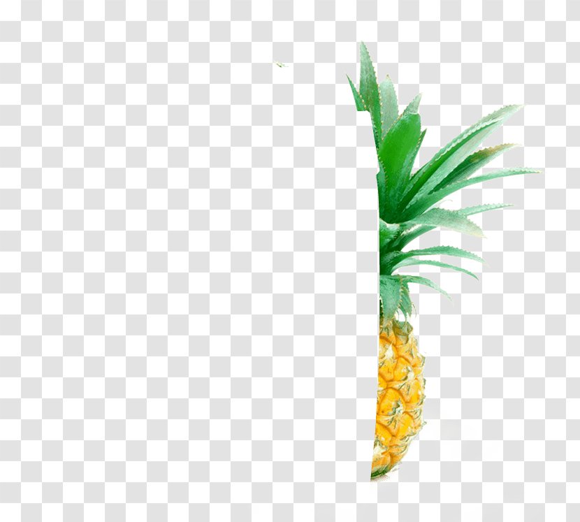 Pineapple Flowerpot Grasses Plant Stem - Coconut Transparent PNG