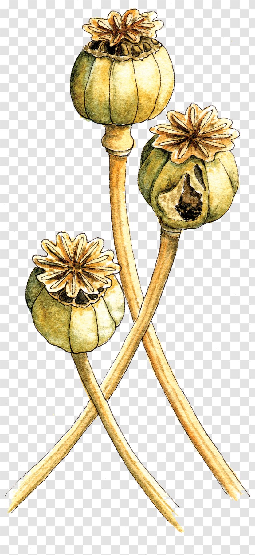 Flowering Plant Stem - Flower Transparent PNG