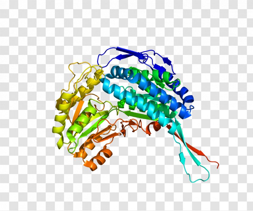 Aldehyde Dehydrogenase 5 Family, Member A1 Gene - Frame - Heart Transparent PNG