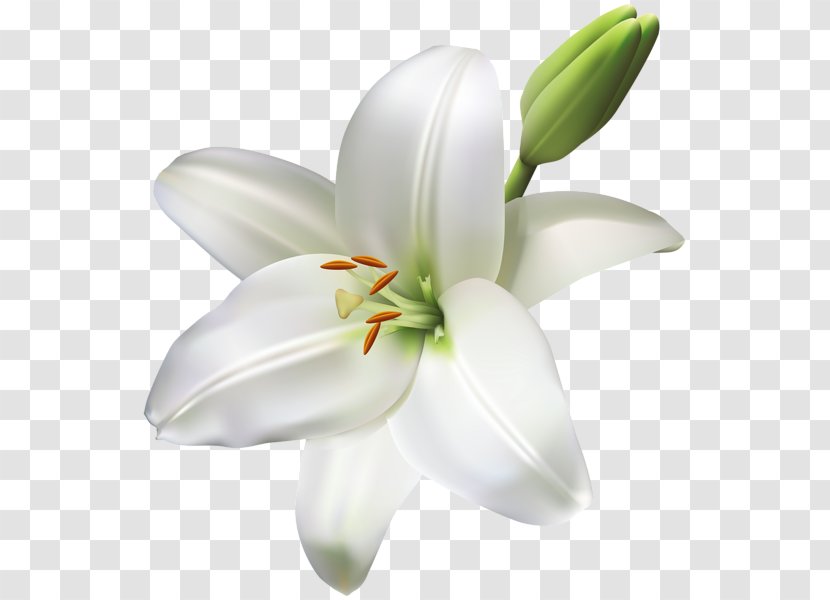 Arum-lily Easter Lily Tiger Lilium Bulbiferum Candidum - Cut Flowers - Callalily Transparent PNG
