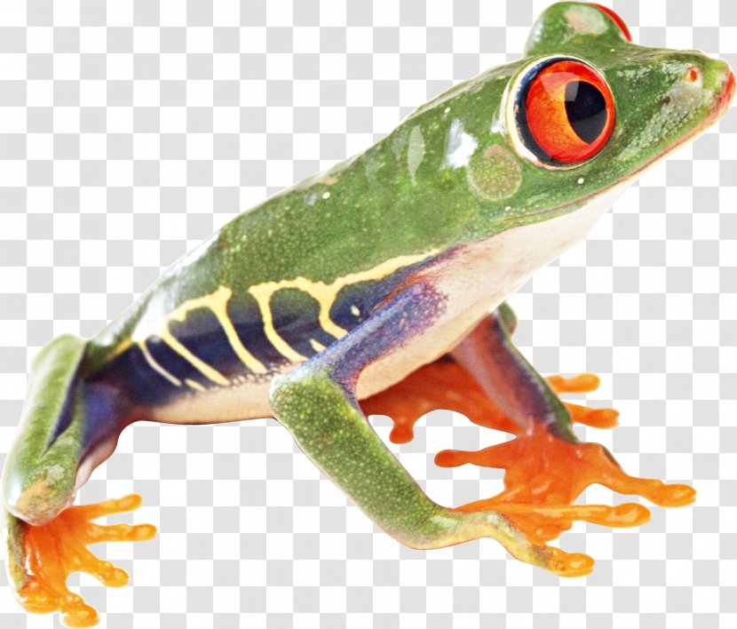 Common Frog - Red Eyed Tree - Image Transparent PNG