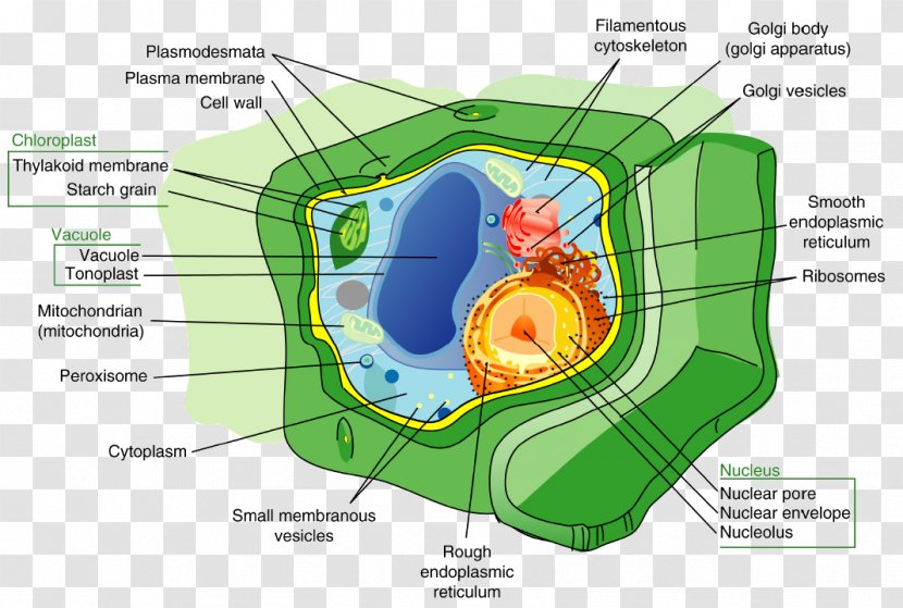 Plants Plant Cell Wall Nucleus - Tree - Aquatic Photosynthesis Transparent PNG