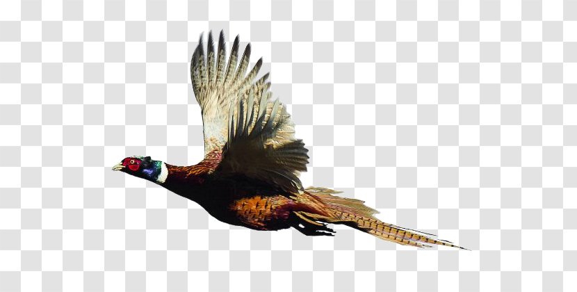 Ring-necked Pheasant Bird Quail Partridge - Wing - Fellowship Banquet Transparent PNG
