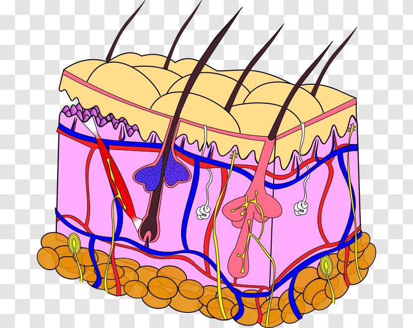 Epidermolysis Bullosa Skin Gene Therapy Anatomy Clip Art - Cartoon - Of Transparent PNG