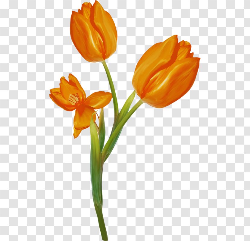 Tulip Still Life Photography Cut Flowers Plant Stem - Petal Transparent PNG