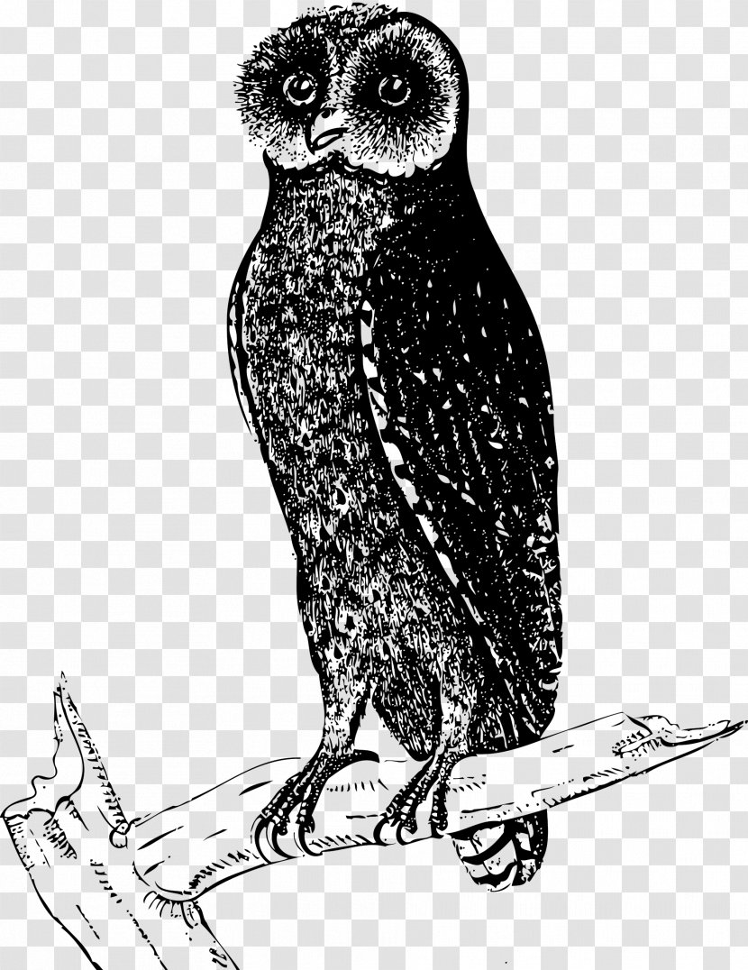 Owl Bird Drawing Clip Art - Beak - Owls Transparent PNG