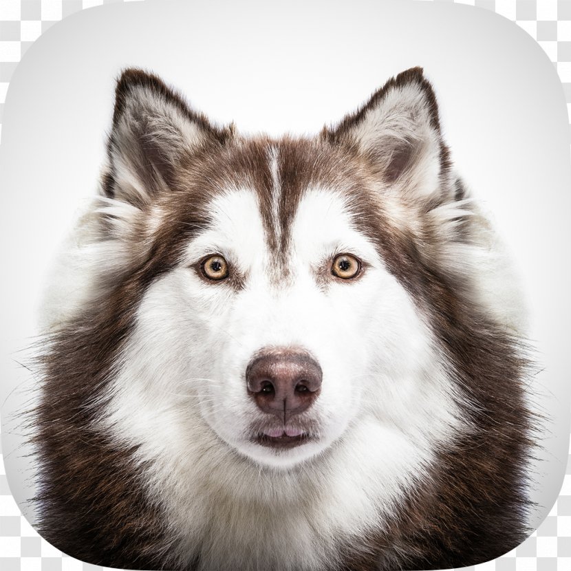 Siberian Husky Alaskan Puppy Malamute Pomeranian - Dog Like Mammal Transparent PNG