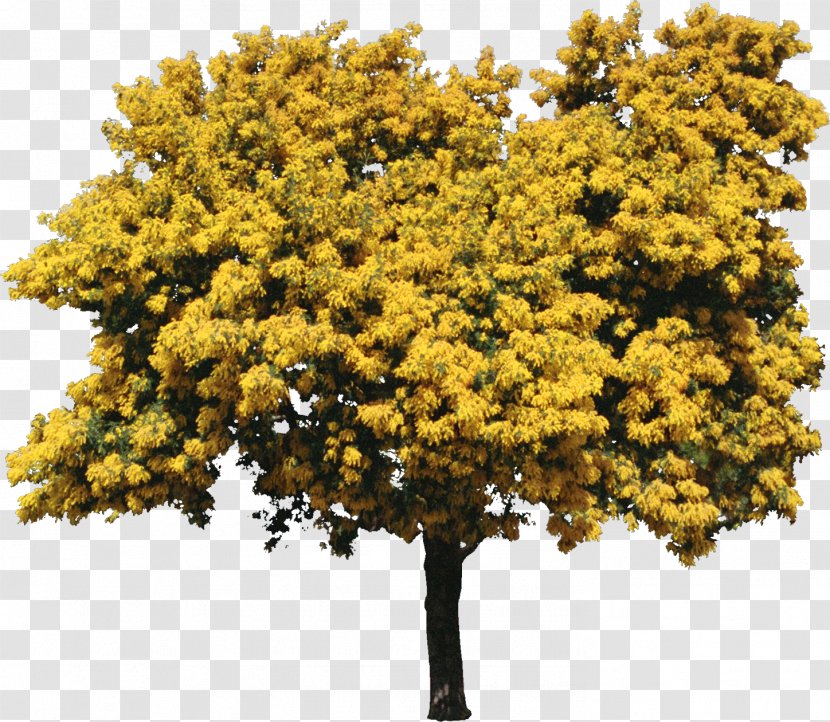 Sycamore Maple Acer Griseum Glabrum Tree Shrub - Bushes Transparent PNG
