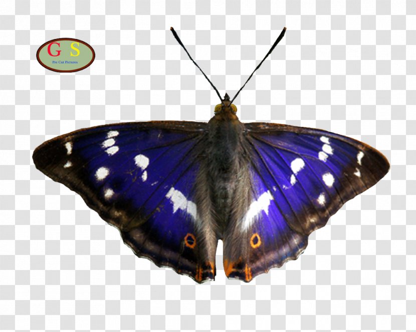 Nymphalidae Apatura Iris Butterflies And Moths Eye - Wing - Diverse Transparent PNG