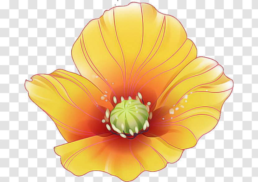 Red Poppy Flower Poppy Flower Transparent PNG