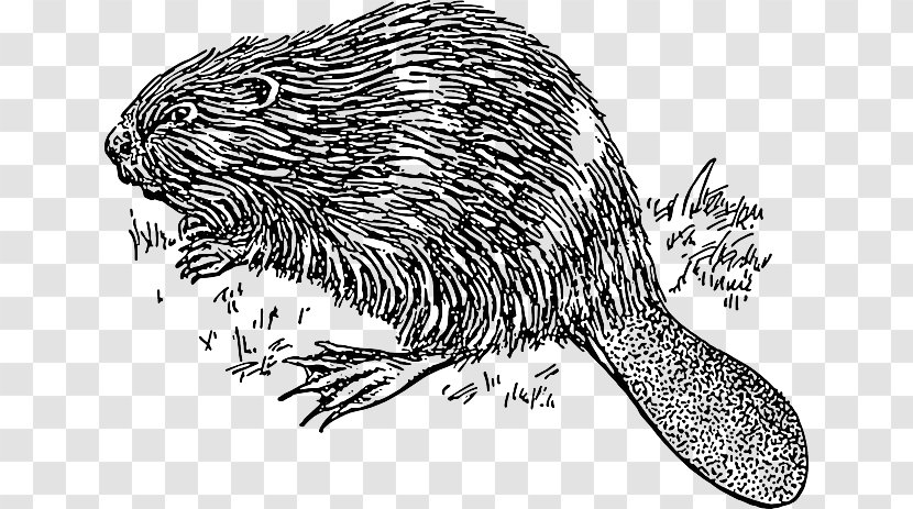 Platypus Clip Art Openclipart Vertebrate Drawing - Marine Mammal - Grass Hut Coloring Pages Transparent PNG