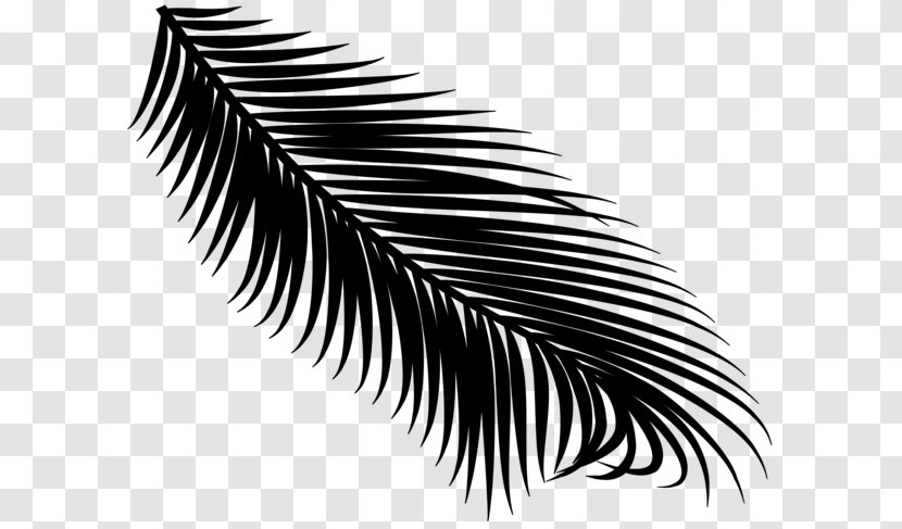 Eyelash Line - Blackandwhite - Feather Transparent PNG