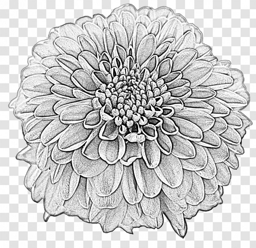 Drawing Dahlia Flower Clip Art Image - Tree Transparent PNG
