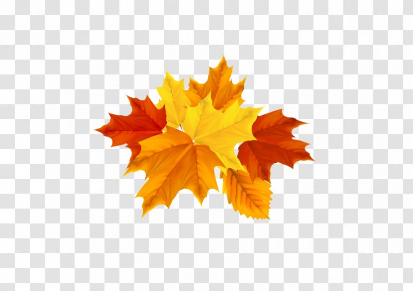 Autumn Leaf Color Maple - Leaves Yellow Return To Their Roots Transparent PNG