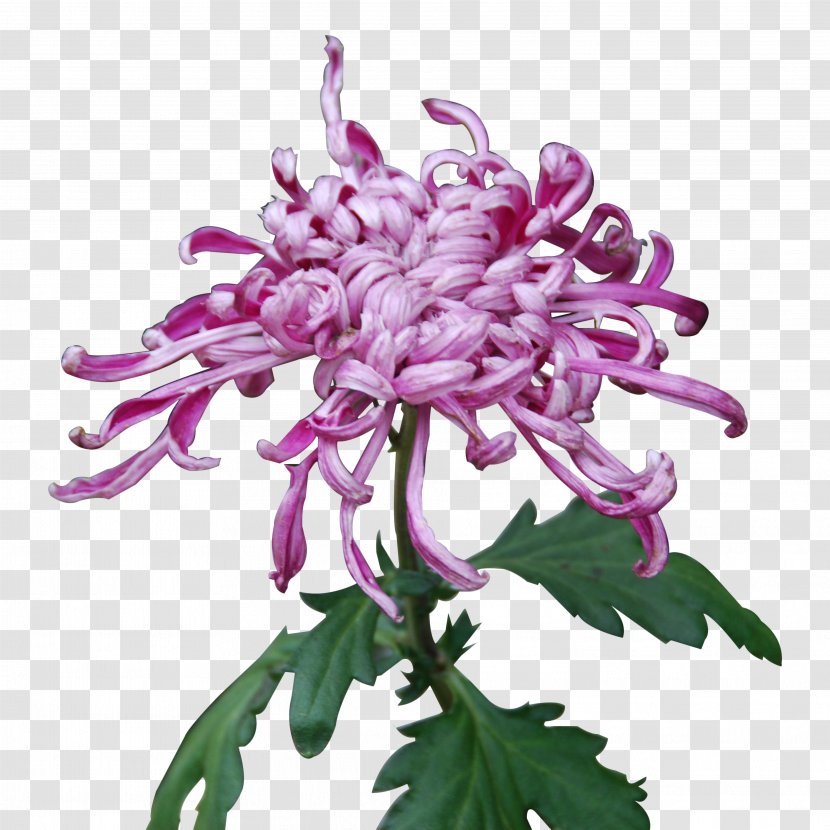 Chrysanthemum Xd7grandiflorum Purple Yellow Plant - Green Transparent PNG