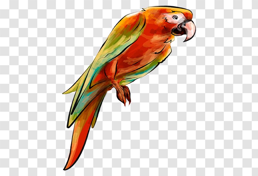 Parrot Bird Parakeet - Perico - Hand-painted Transparent PNG