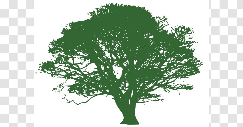 Tree Blue Oak Clip Art - Free Content - Transparent Background Transparent PNG