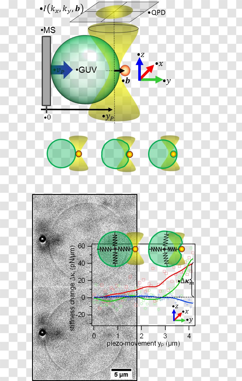 IMTEK Product Phagocytosis Cell Water - Diagram - Vesicle Transparent PNG
