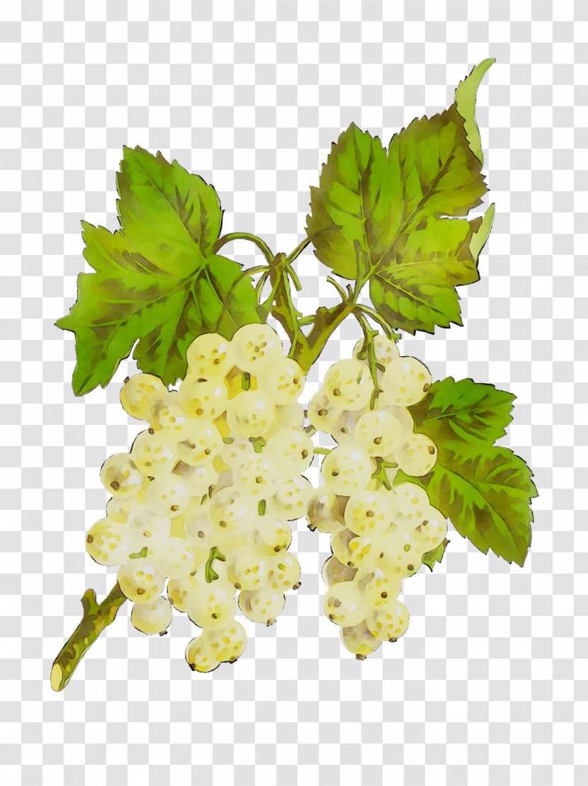 Gooseberry Grape Leaves - Viburnum - Flowering Plant Transparent PNG