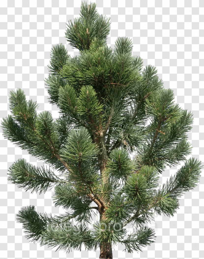 Pine Fir Tree Clip Art - Arecaceae Transparent PNG