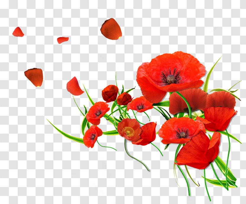 Remembrance Poppy Flower Common - Plant - Floral Watercolor Flowers Vector Material Transparent PNG