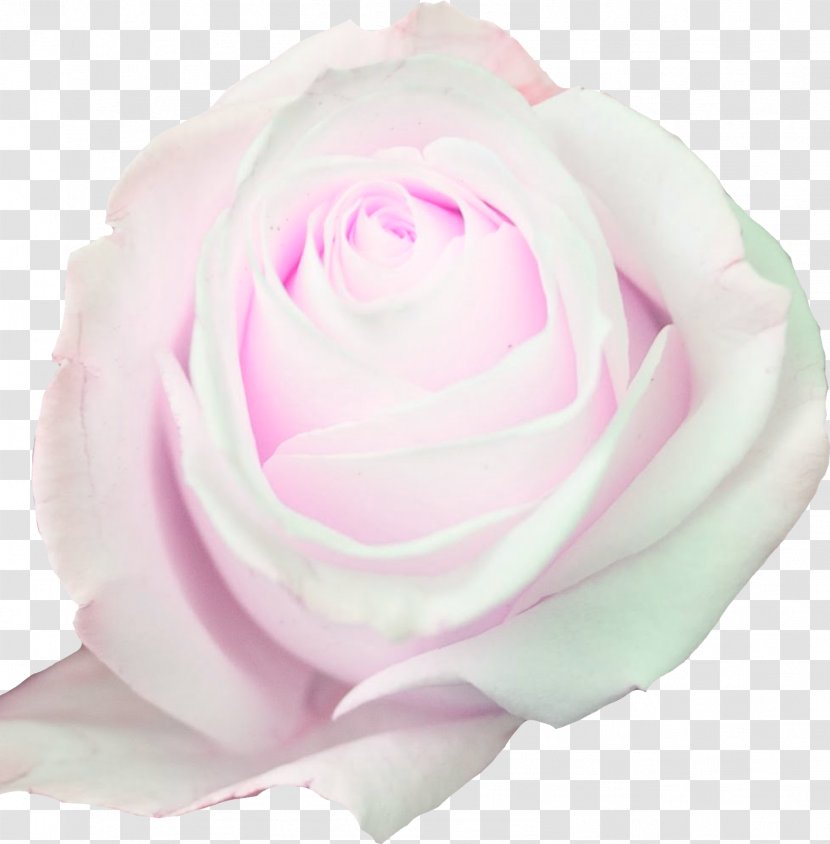 Garden Roses Cabbage Rose Floribunda Cut Flowers - Order - Flower Transparent PNG