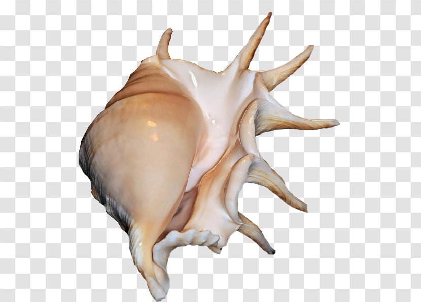 Mollusc Shell Seashell Digital Scrapbooking Sea Snail Conch Transparent PNG