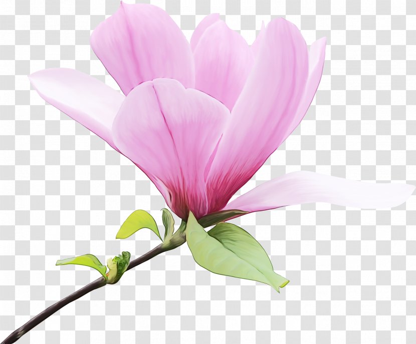 Pink Flower Cartoon - Perennial Plant Pedicel Transparent PNG