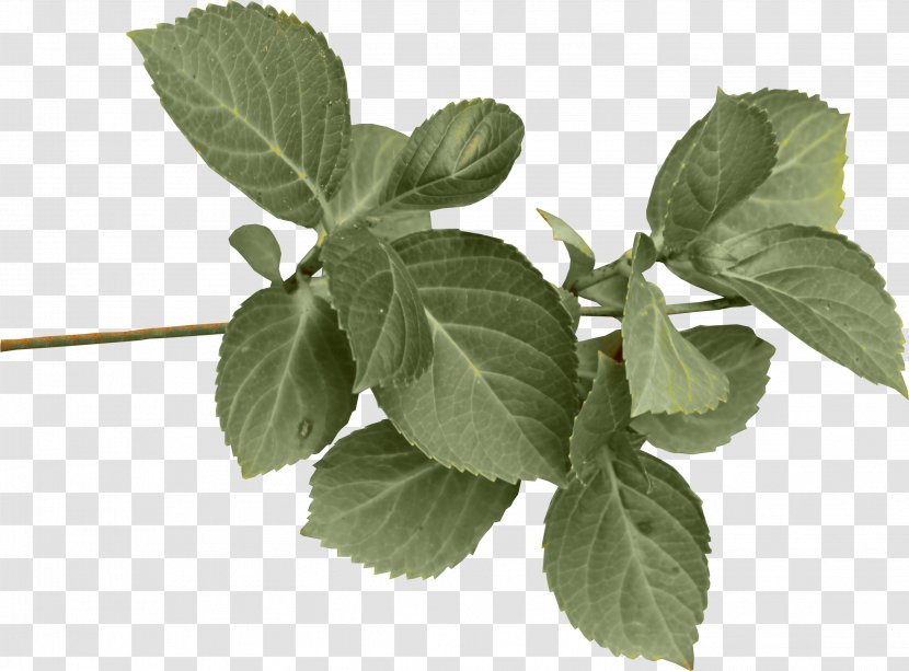 Clip Art - Herb - Green Leaves Transparent PNG
