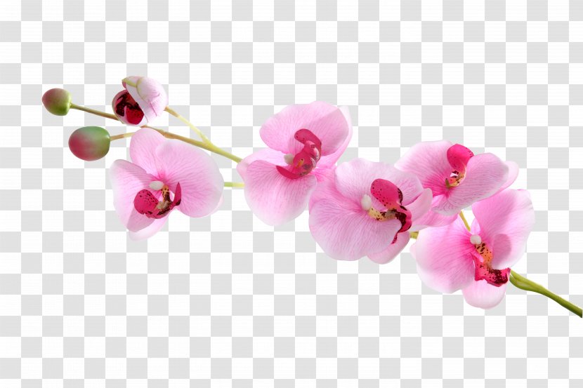Moth Orchids - Blossom - Flowers Are Free To Download Transparent PNG