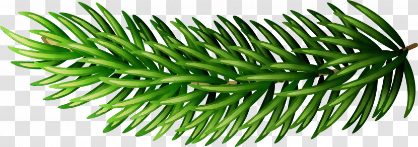 Fir Conifers Spruce Pine Branching Transparent PNG