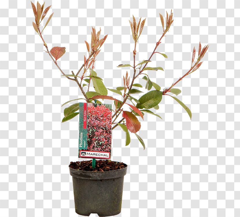 Flowerpot Red Tip Photinia Shrub Houseplant Garden Centre - Evergreen - Centimeter Transparent PNG
