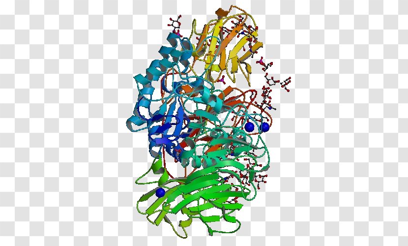 Beta-galactosidase Galactosidases Lactase Enzyme Glycoside Hydrolase - Hydrolysis Transparent PNG