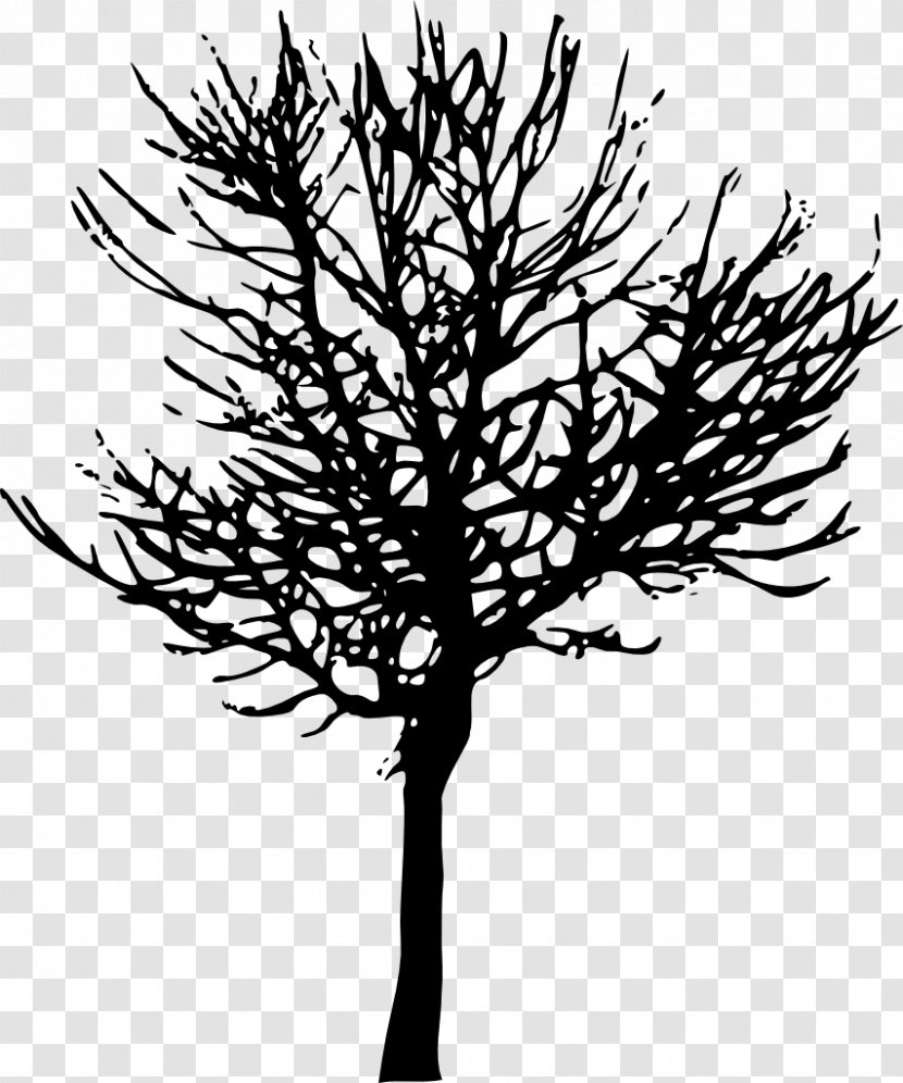 Tree Branch Desktop Wallpaper Clip Art - Pine Family - Vector Transparent PNG