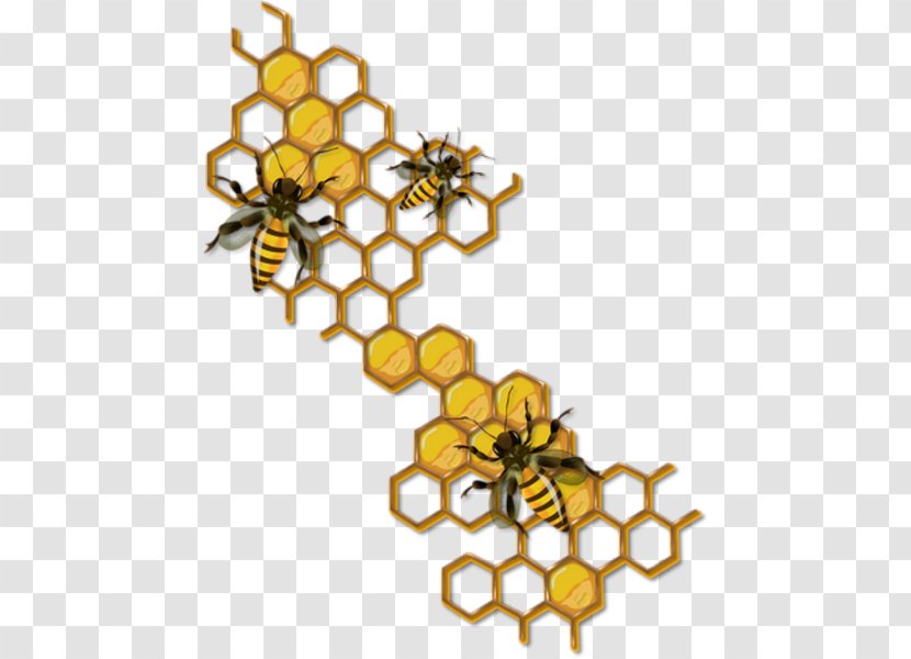 Honey Bee Drawing Honeycomb Insect - Western Transparent PNG