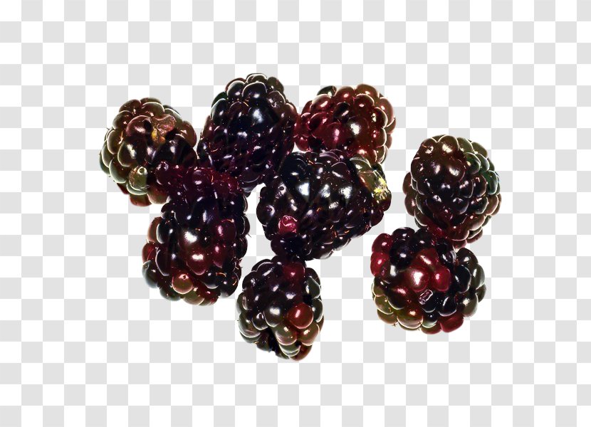 Fruit Cartoon - Olallieberry - Shrub Transparent PNG