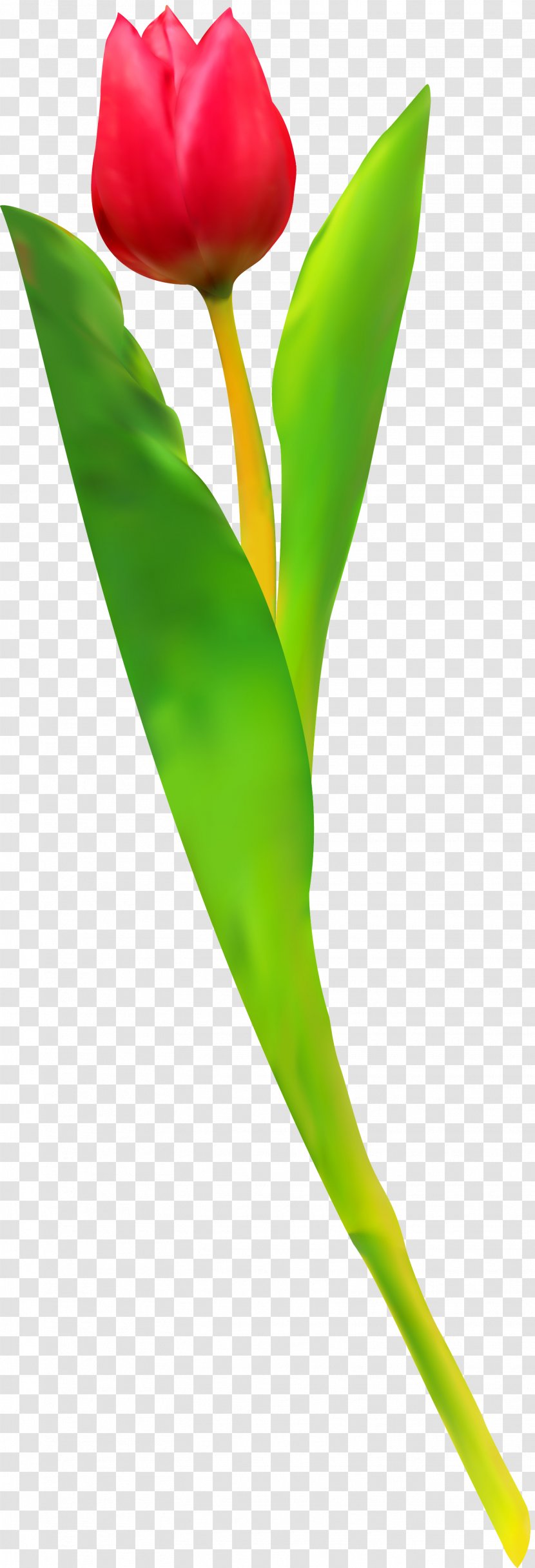 Tulip Cut Flowers Petal Plant Stem Leaf Transparent PNG