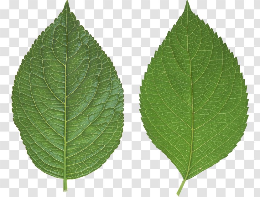 Leaf Clip Art - Tree Transparent PNG