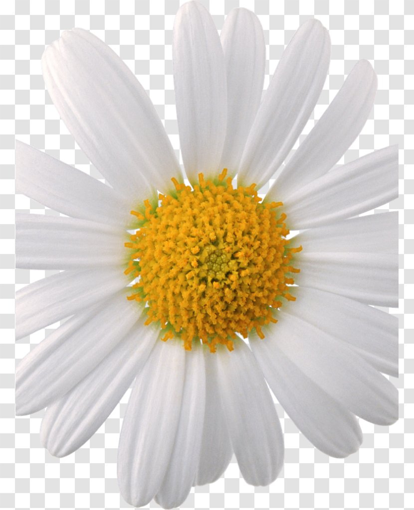 Oxeye Daisy Chamomile Common Family Transparent PNG