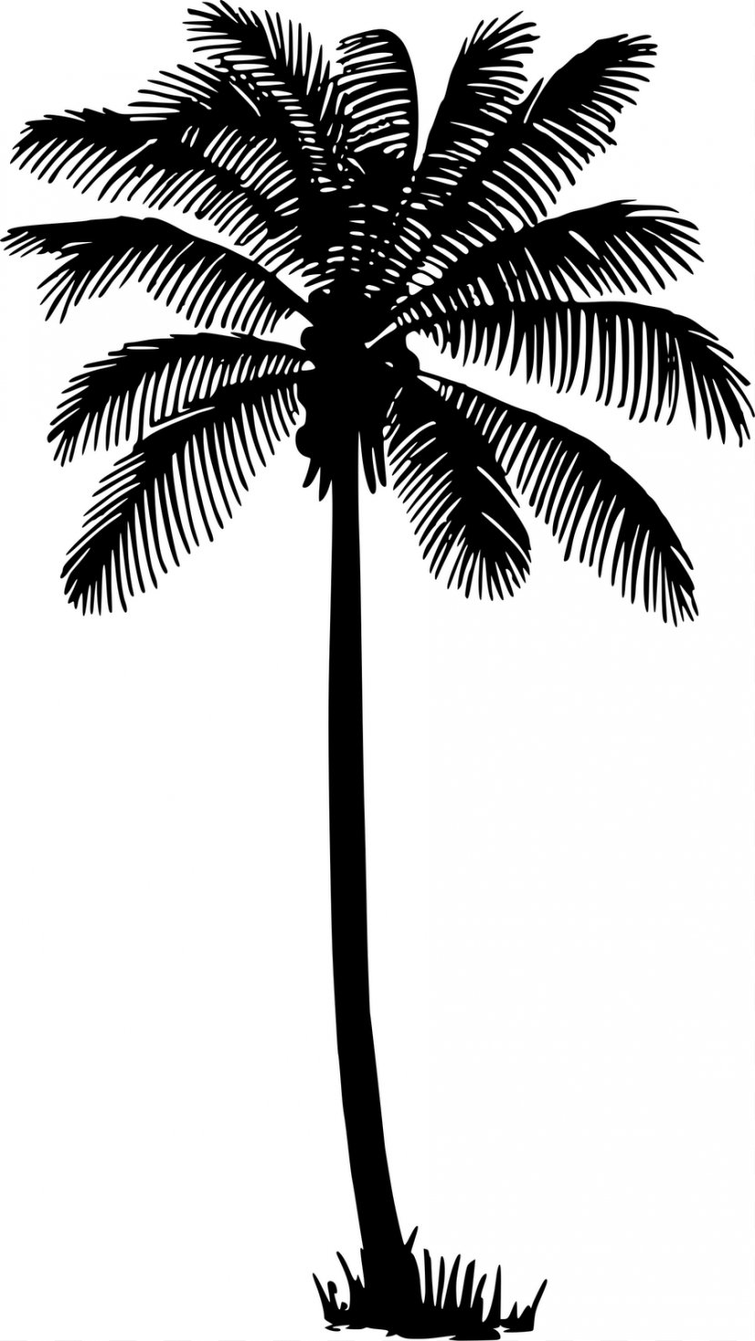 Coconut Drawing Arecaceae Tree - Line Art - Silhouette Palm Transparent PNG