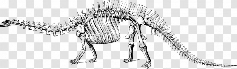 Tyrannosaurus Stegosaurus Apatosaurus Brontosaurus Triceratops - Fossil - Dinosaur Skeleton Transparent PNG